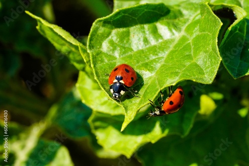 Closeup of two lady bugs on a leaf