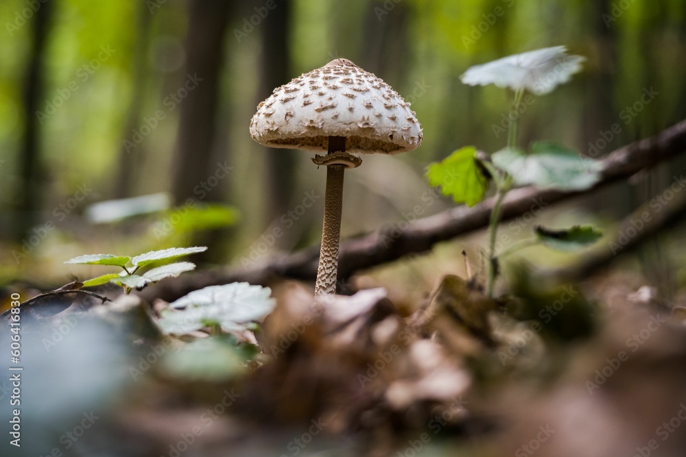 Closeup shot of Parasol mushroom in lush forest with some greenery Closeup shot of Parasol mushroom in lush forest with some greenery