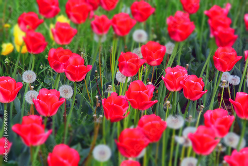 Red tulips and dandelions in the garden © Ekaterina Bykova