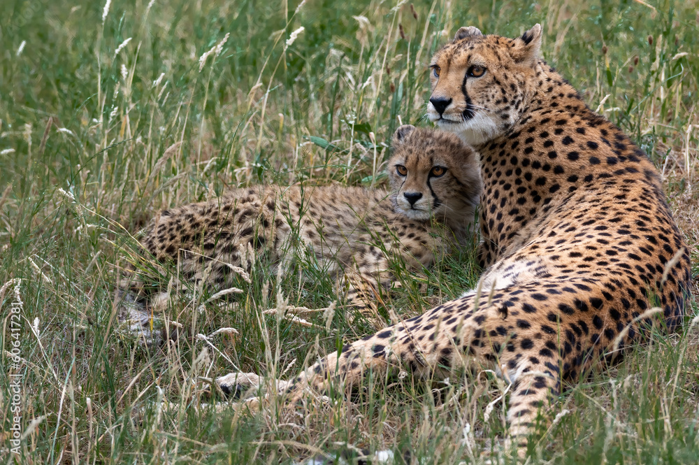 Scenic view of three cheetahs lying on the ground in a zoo and looking around Scenic view of three cheetahs lying on the ground in a zoo and looking around