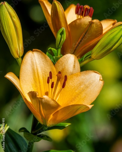 Closeup shot of yellow Lily flowers, the flower of Madeira Island on blurred background