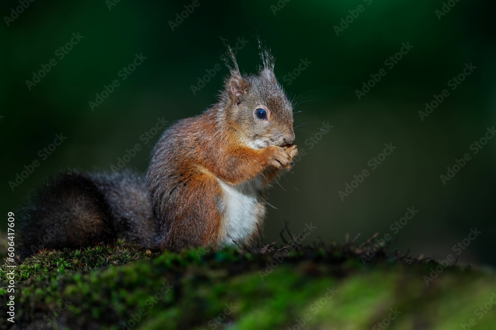 Brown squirrel perching on grass in blurred background Brown squirrel perching on grass in blurred background