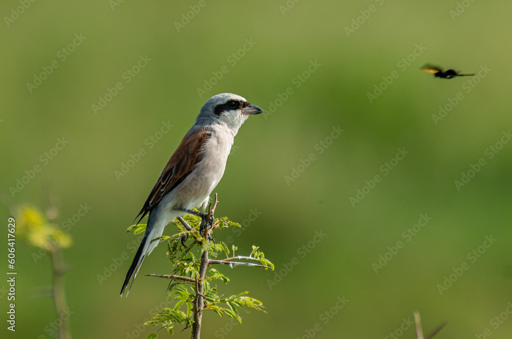 Red-backed Shrike, male, against clean background looking at flying insect.