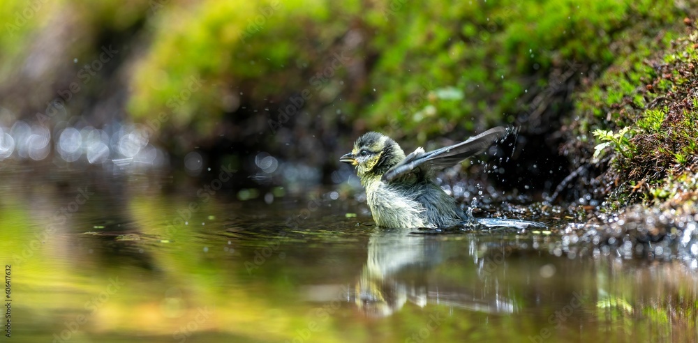 Beautiful view of a blue tit bathing in the forest Beautiful view of a blue tit bathing in the forest
