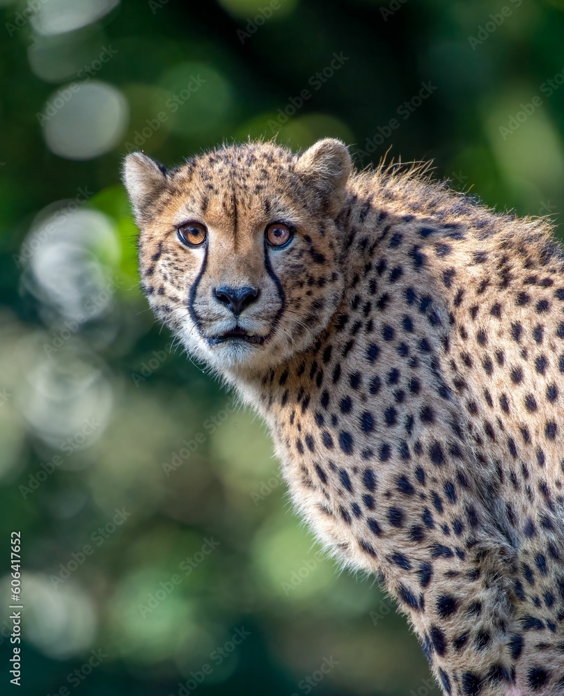 Beautiful portrait of a cheetah on a blurry green background Beautiful portrait of a cheetah on a blurry green background