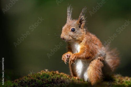 Closeup shot of a squirrel