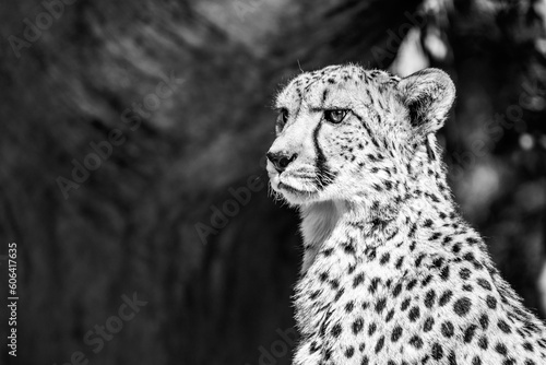 Fotografie Portrait of cheetah
