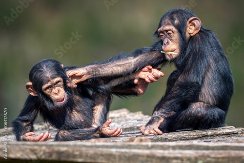 Photography Closeup view of two funny young African chimpanzees fighting and having fun