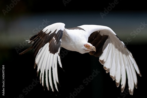 Close-up of a Palm vulture eagle (Gypohierax angolensis) in flight on a dark background photo