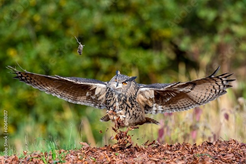 Selective focus shot of a beautiful eagle owl taking flight to catch a mouse from mid-air