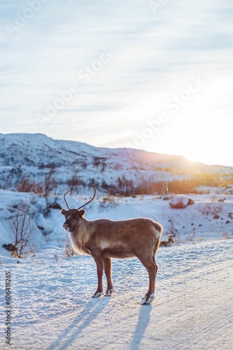 Vertical shot of a beautiful reindeer in the field covered with snow on a sunny day