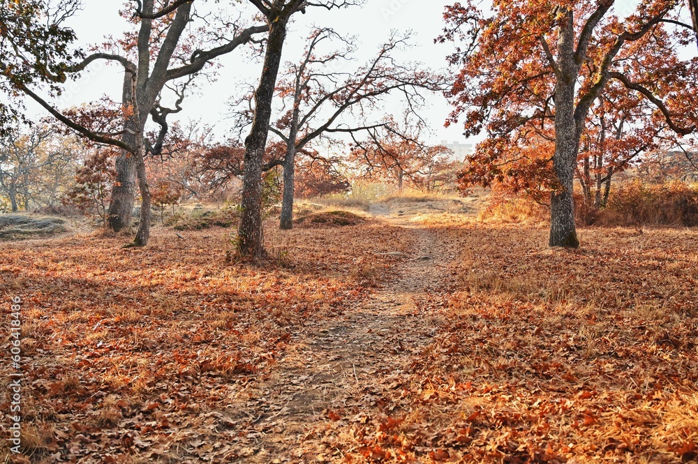 Beautiful view of autumn trees in a park