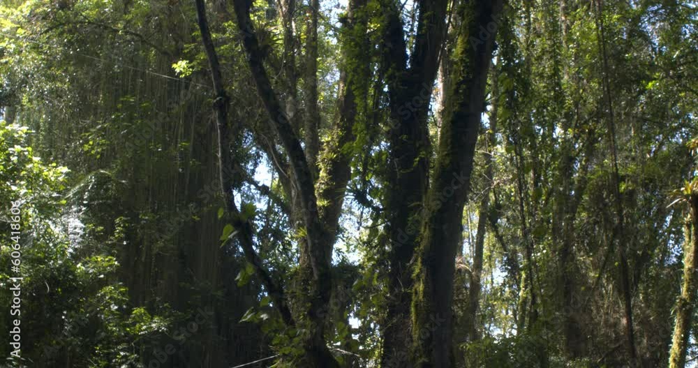 A white ash or American ash tree in a planted conservation forest A white ash or American ash tree in a planted conservation forest