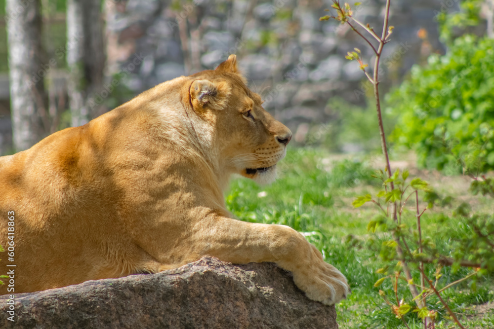 Fototapeta premium Closeup adult lioness in profile resting on a rock on a hot day