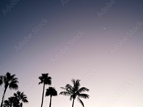 Palm trees at scenic sunset