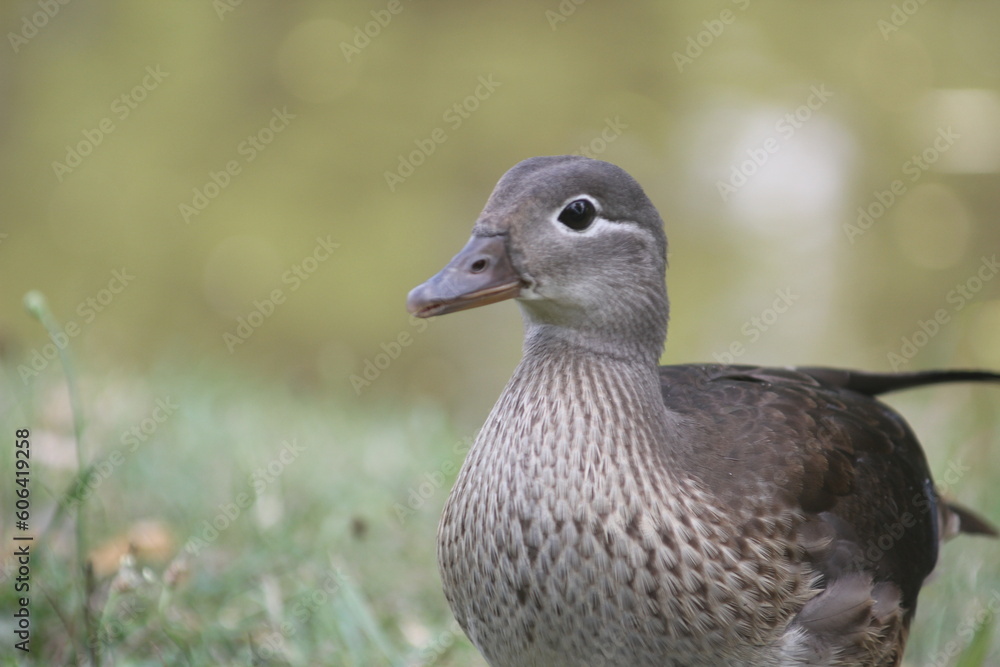 Vom Teich bis zum See: Enten in verschiedenen Lebensräumen Vom Teich bis zum See: Enten in verschiedenen Lebensräumen