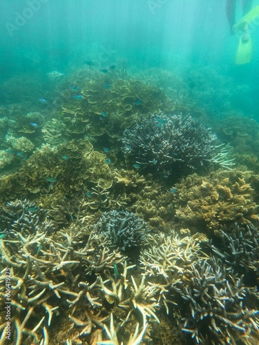 Fototapeta Naklejka Na Ścianę i Meble -  Vertical shot of coral reefs branching corals of snorkeling Fitzroy island, Australia