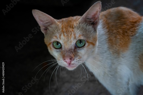 Close-up shot of a white and ginger cat staring at the camera