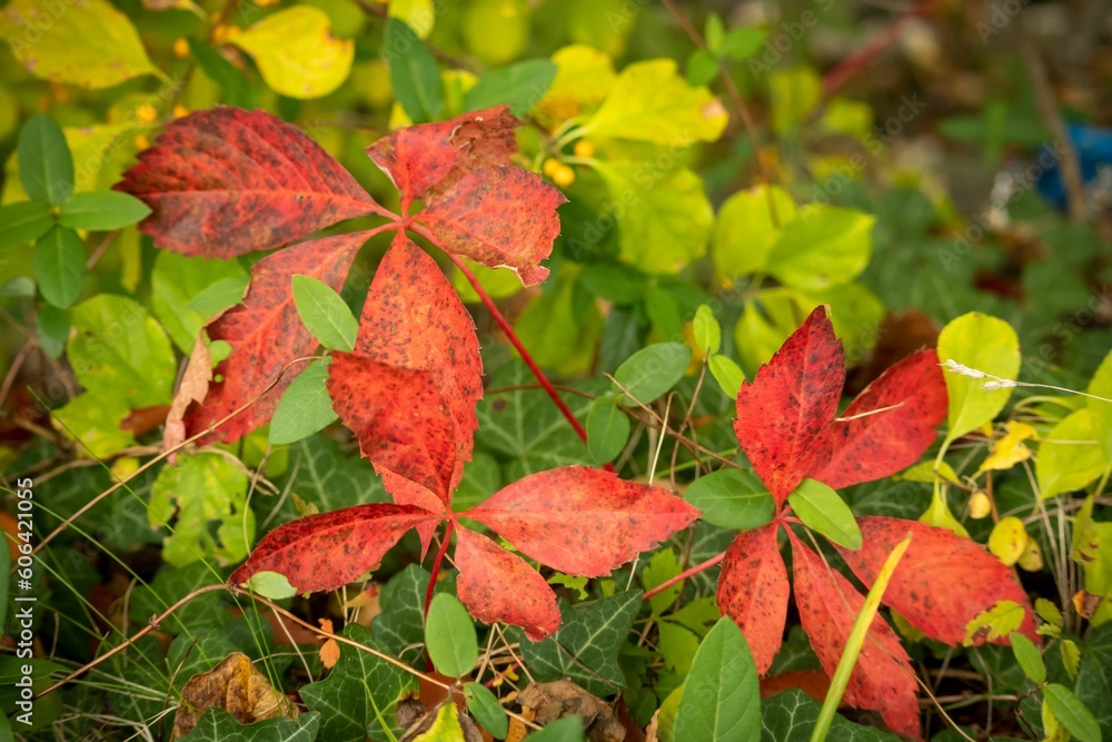 Closeup of green, red and orange leaves in autumn in the forest