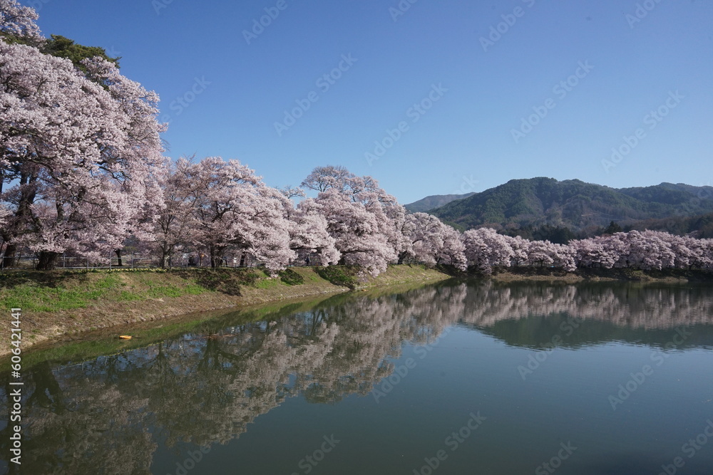 水面に映る桜並木