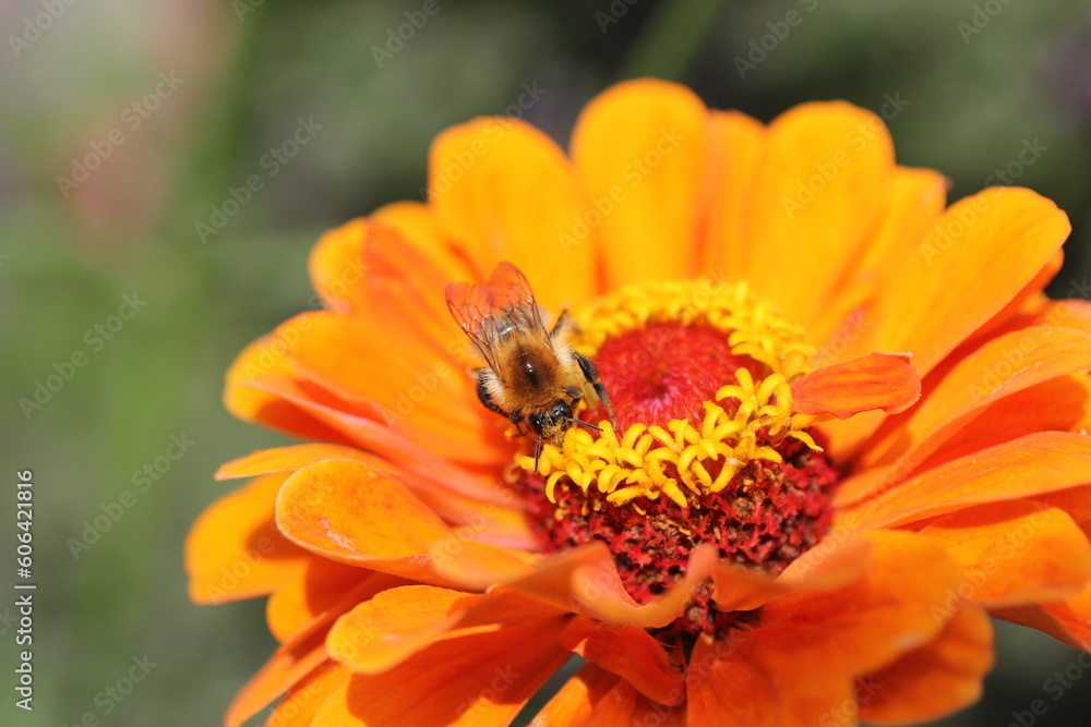 Zinien: Bienen- und schmetterlingsfreundliche Blumen für den Naturgarten Zinien: Bienen- und schmetterlingsfreundliche Blumen für den Naturgarten