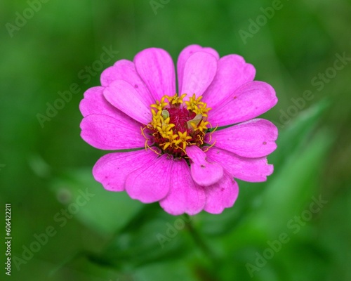 Closeup shot of a purple Common zinnia flower against the isolated background