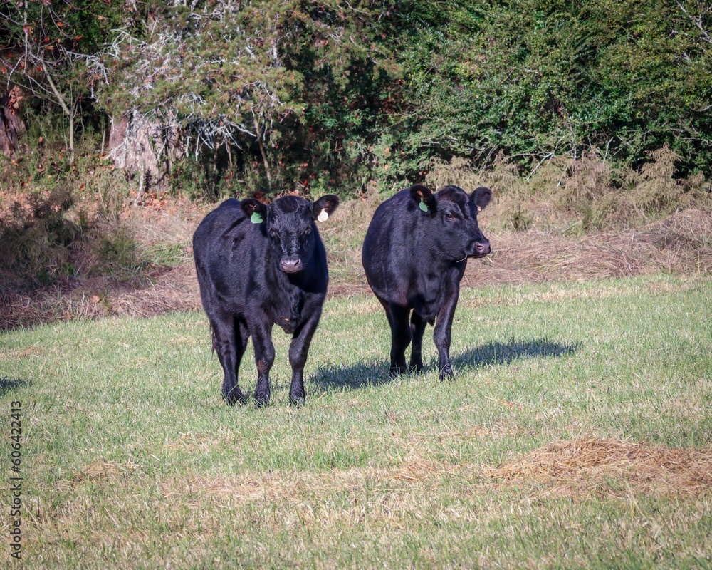 Black cows resting in a green pasture on a sunny day Black cows resting in a green pasture on a sunny day