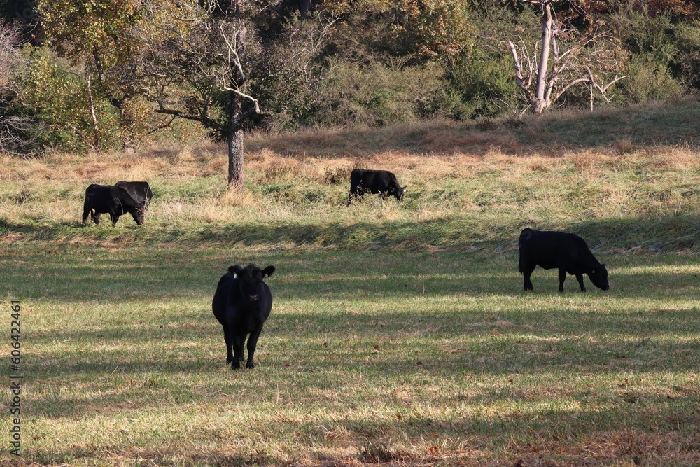 Black cows, cattle grazing in a pasture on a sunny day