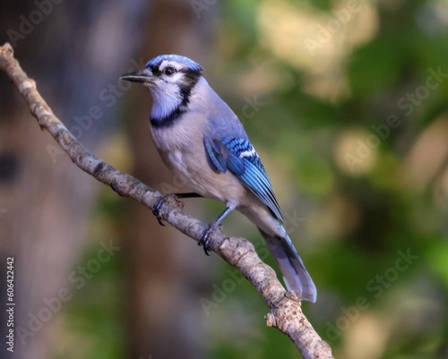 Closeup of a beautiful blue Jay bird sitting on a tree branch in nature with a blurred background