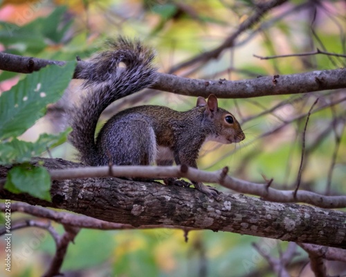 Closeup of a gray squirrel on a tree limb