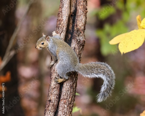 Closeup shot of a beautiful squirrel on the side of a tree © William75/Wirestock Creators