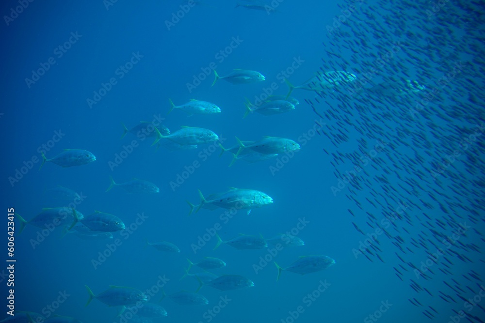 Ταπετσαρία Beautiful shoal of fish swimming together captured underwater