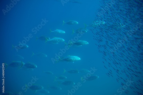 Beautiful shoal of fish swimming together captured underwater