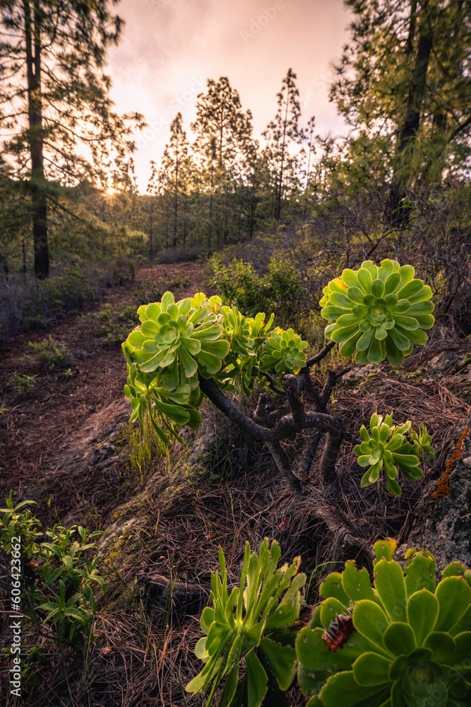 Vertical closeup of beautiful growing Aeonium plants in a forest Vertical closeup of beautiful growing Aeonium plants in a forest