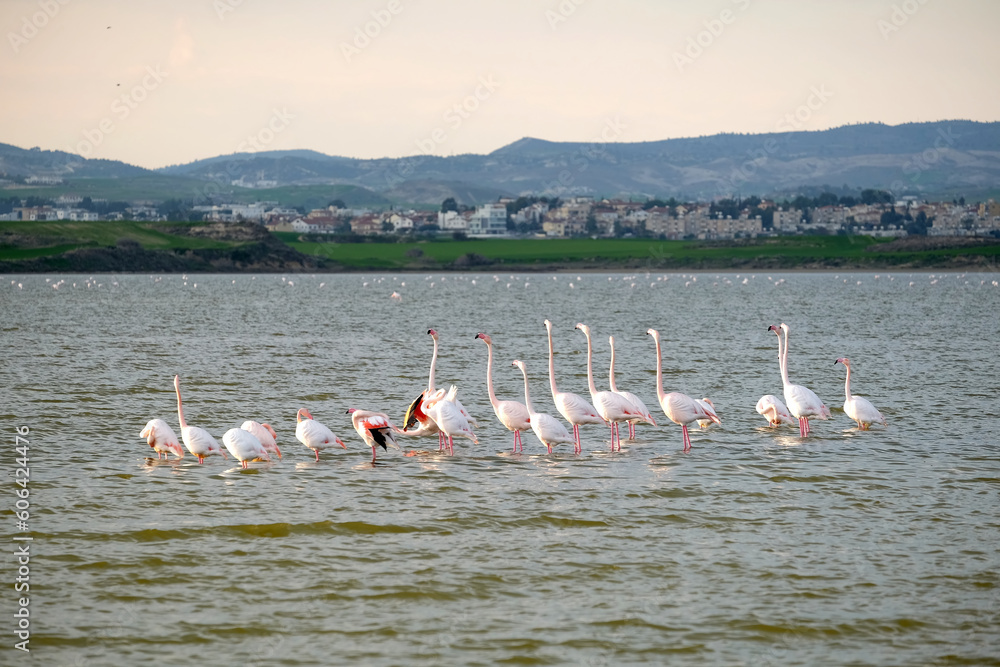 Flock of pink flamingos during meditation on the Salt Lake in Larnaca on Cyprus in the evening