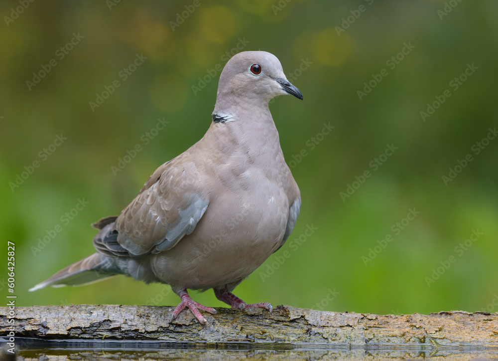 Eurasian Collared Dove (Streptopelia decaocto) perched on the trunk for close portrait shot with green background on cloudy morning Eurasian Collared Dove (Streptopelia decaocto) perched on the trunk for close portrait shot with green background on cloudy morning