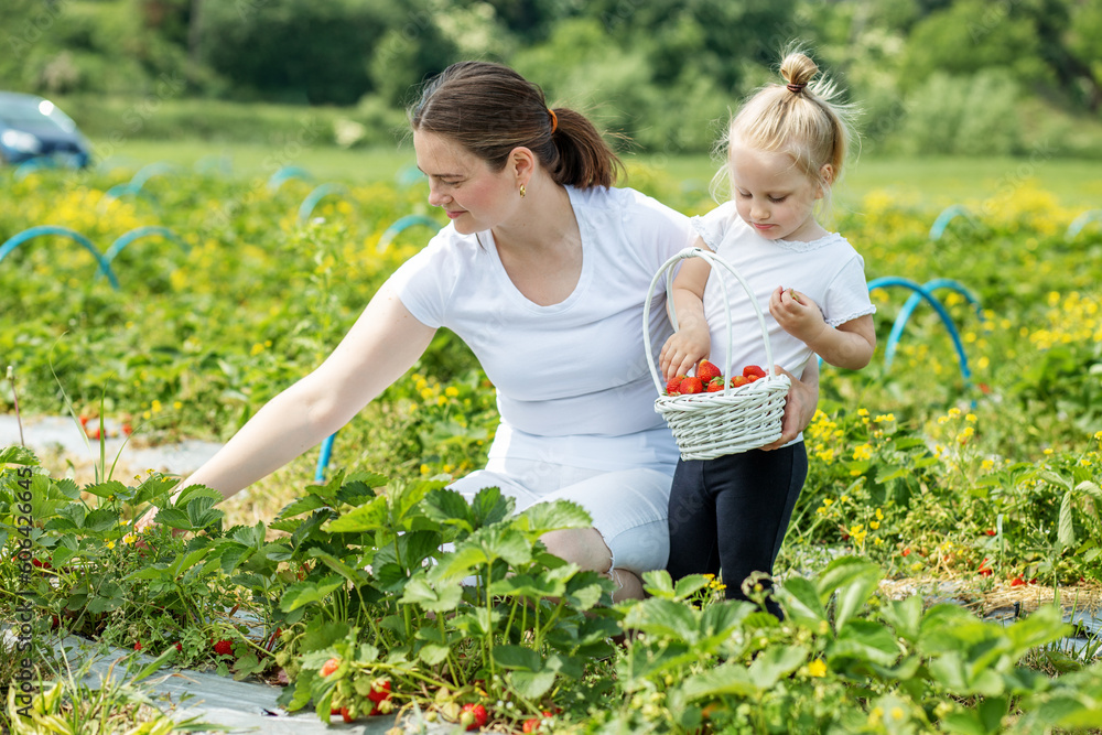 Mother and kid picking strawberry on self-picking farm. Harvesting concept. Pick-Your-Own farm Mother and kid picking strawberry on self-picking farm. Harvesting concept. Pick-Your-Own farm