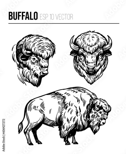 Buffalo vector sketch, bison illustration, black outline