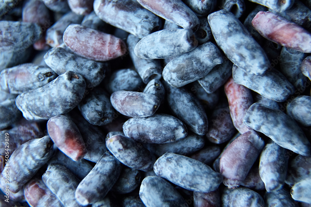 Honeysuckle (Lonicera caerulea) berry food texture background. Blue honeysuckle berries, top view Honeysuckle (Lonicera caerulea) berry food texture background. Blue honeysuckle berries, top view