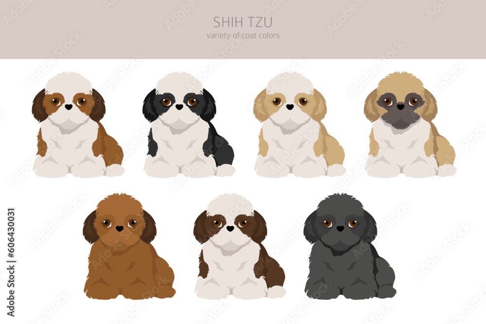 Fototapeta premium Shih Tzu puppy, coat colors set