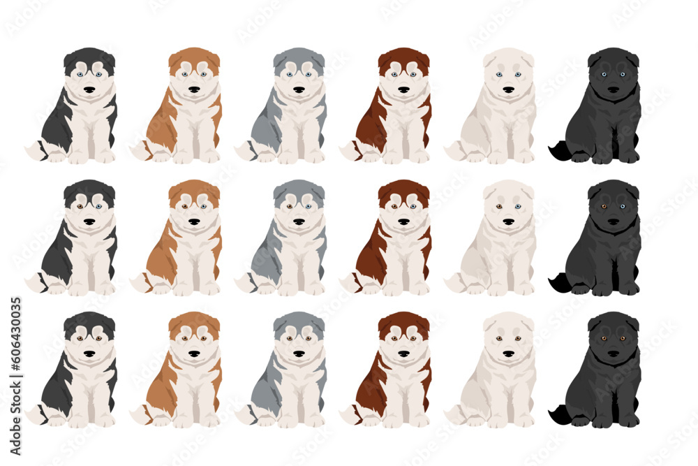 Siberian Husky puppy clipart. All coat colors set. All dog breeds characteristics infographic Siberian Husky puppy clipart. All coat colors set. All dog breeds characteristics infographic