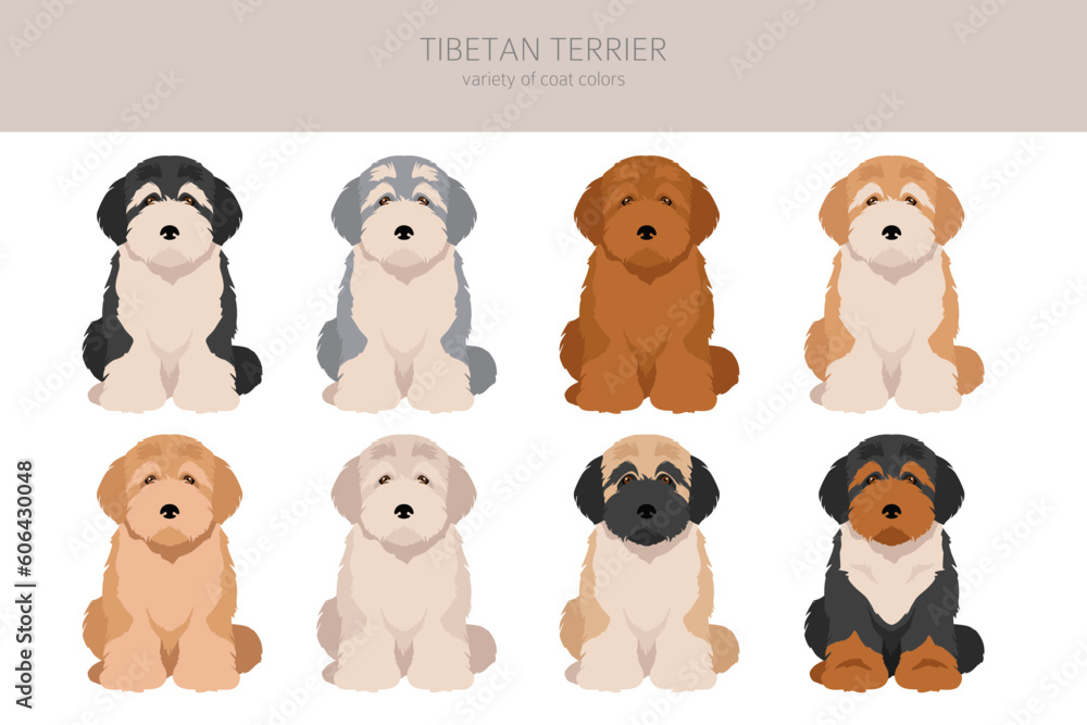 Tibetan terrier puppy clipart. Different poses, coat colors set Tibetan terrier puppy clipart. Different poses, coat colors set