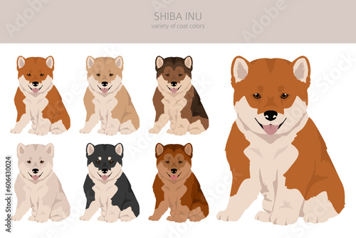 Shiba Inu puppy, Japanese small size dog coat colors, different poses clipart