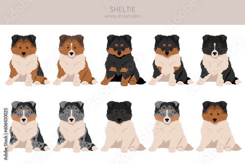 Sheltie puppy, Shetland sheepdog clipart. Different poses, coat colors set