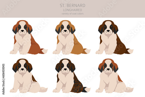 St Bernard puppy coat colors, different poses clipart