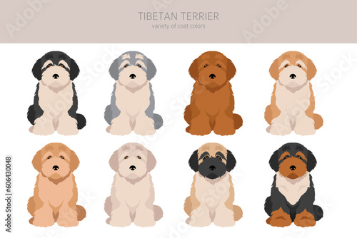 Tibetan terrier puppy clipart. Different poses, coat colors set