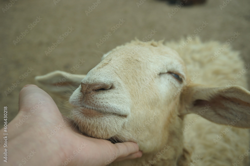 Naklejka premium portrait of a sheep