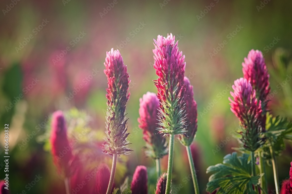 Beautiful red clover flower in a meadow at sunset. Beautiful red clover flower in a meadow at sunset.