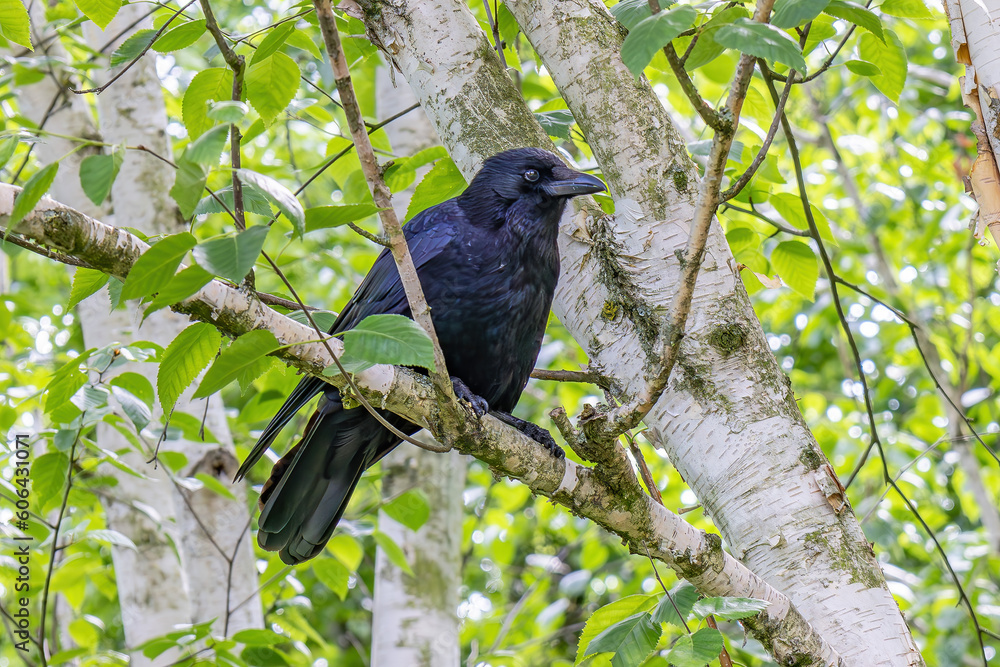 Northern Raven (Corvus corax) perched in a branch tree Northern Raven (Corvus corax) perched in a branch tree