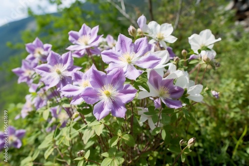 Alpine Clematis  Exquisite Blooms in Purple  Generated Ai